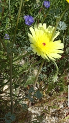 Malacothrix glabrata