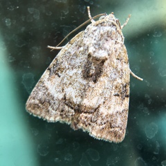 Blenina quinaria
