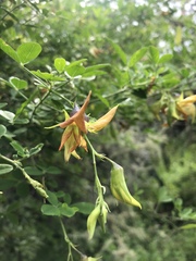 Crotalaria capensis