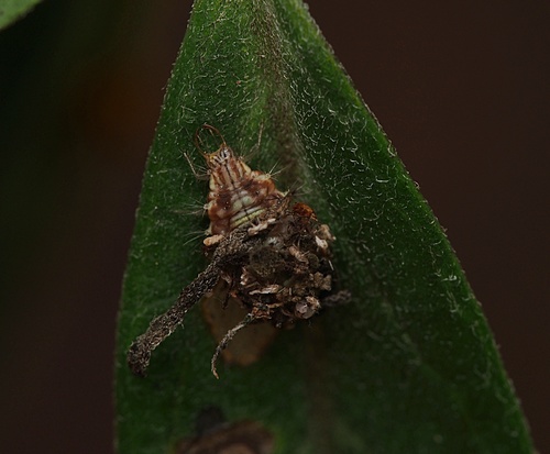 Green lacewing photo 6