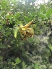 Crotalaria capensis