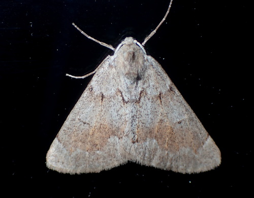 Adalbertia castiliaria