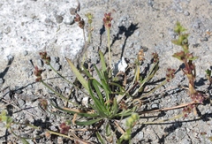 Plantago elongata