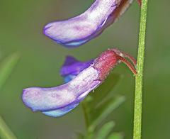 Vicia japonica