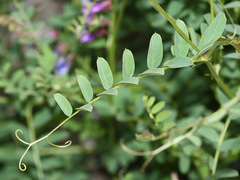 Vicia japonica