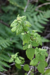 Hesperocnide tenella