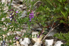 Vicia japonica