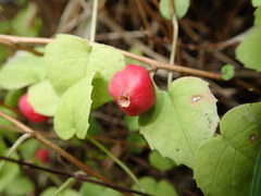 Fuchsia procumbens