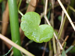 Hydrocotyle pterocarpa