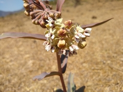 Asclepias glaucescens