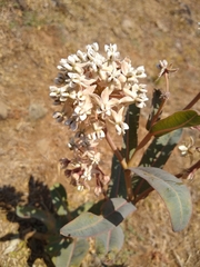 Asclepias glaucescens