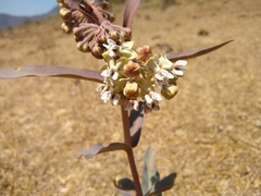 Asclepias glaucescens