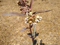 Asclepias glaucescens