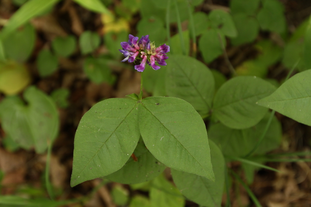 Ohwi's vetch
