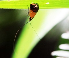 Nemophora