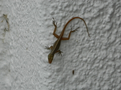 Anolis wattsii