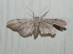 Euacidalia brownsvillea