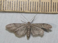 Euacidalia brownsvillea