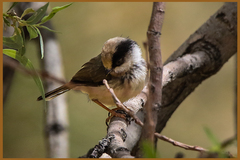 White-Cheeked Bushtit photo 2