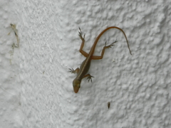 Anolis wattsii