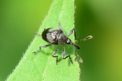 Nanophyinae