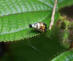 Nemophora