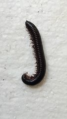 Ommatoiulus moreleti