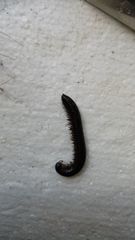 Ommatoiulus moreleti