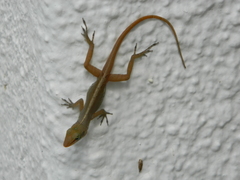 Anolis wattsii