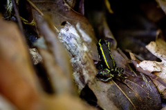 Phyllobates lugubris