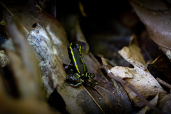 Phyllobates lugubris