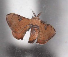 Ocinara bifurcula