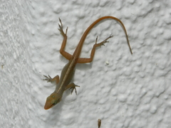 Anolis wattsii