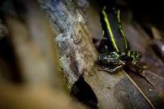 Phyllobates lugubris