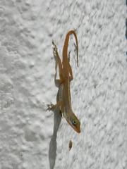Anolis wattsii