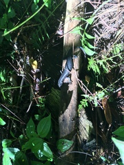 Emoia nigra