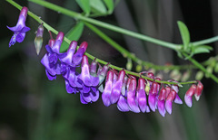 Vicia pseudo-orobus