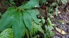 Habenaria pantlingiana