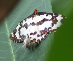 Pterothysanus noblei