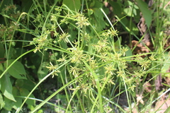 Yellow Nutsedge (Cyperus ochraceus)
