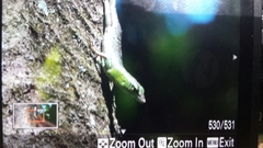 Lamprolepis smaragdina