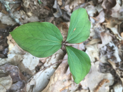 Trillium catesbaei