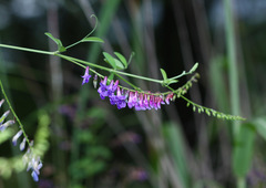 Vicia pseudo-orobus