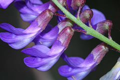 Vicia pseudo-orobus