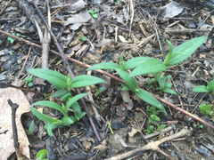 Helianthus schweinitzii