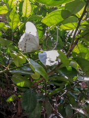 Morpho polyphemus polyphemus