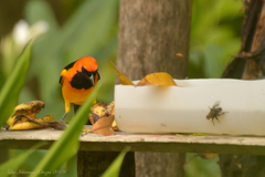 Icterus auricapillus