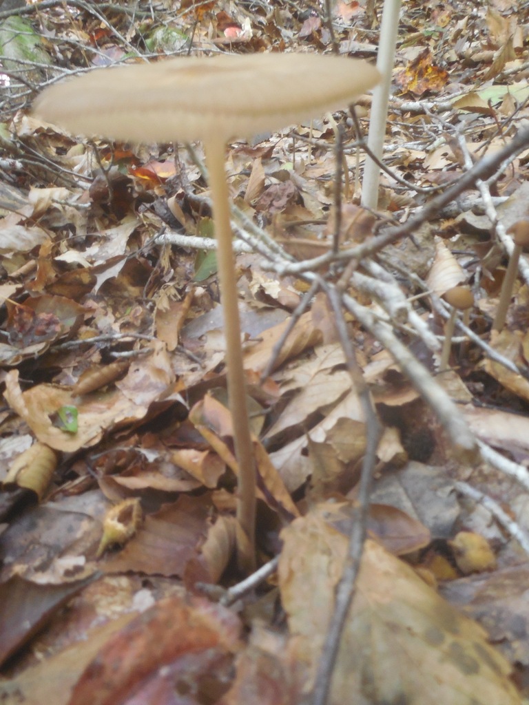 Beech Rooter Beech Rooter from Dragon Run preserve on October 8, 2023 at 12:00 PM by ...