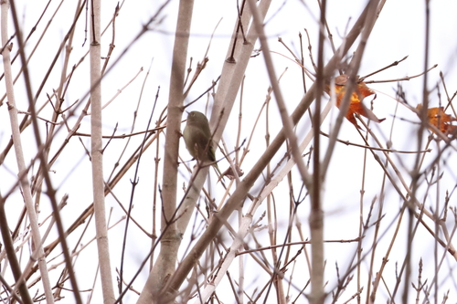 Ruby-crowned Kinglet photographed in West Virginia