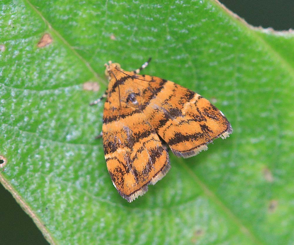 Choreutis trigoides